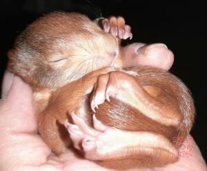 schlafendes Eichhörnchen